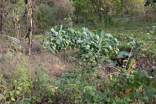 Blick auf Gemüsebeete im Spatsommer